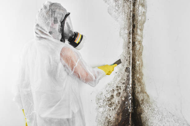 Best Mold Removal Near Me  in Oblong, IL