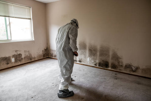 Best Local Mold Removal Service  in Oblong, IL