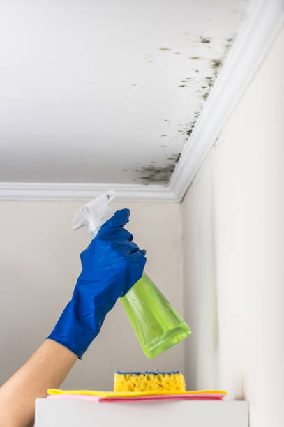 Best Mold Remediation Experts  in Oblong, IL
