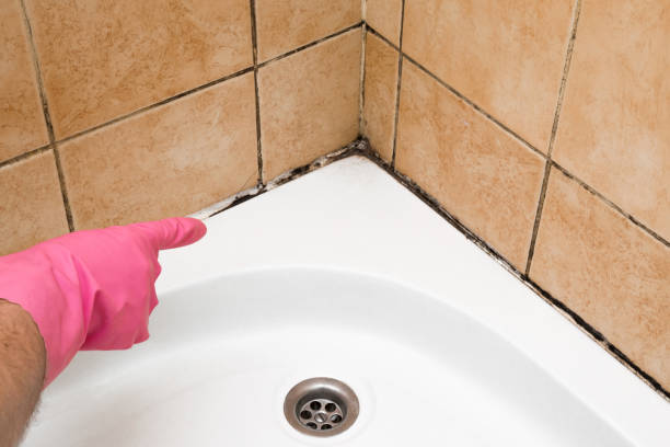 Oblong, IL Mold Removal Company